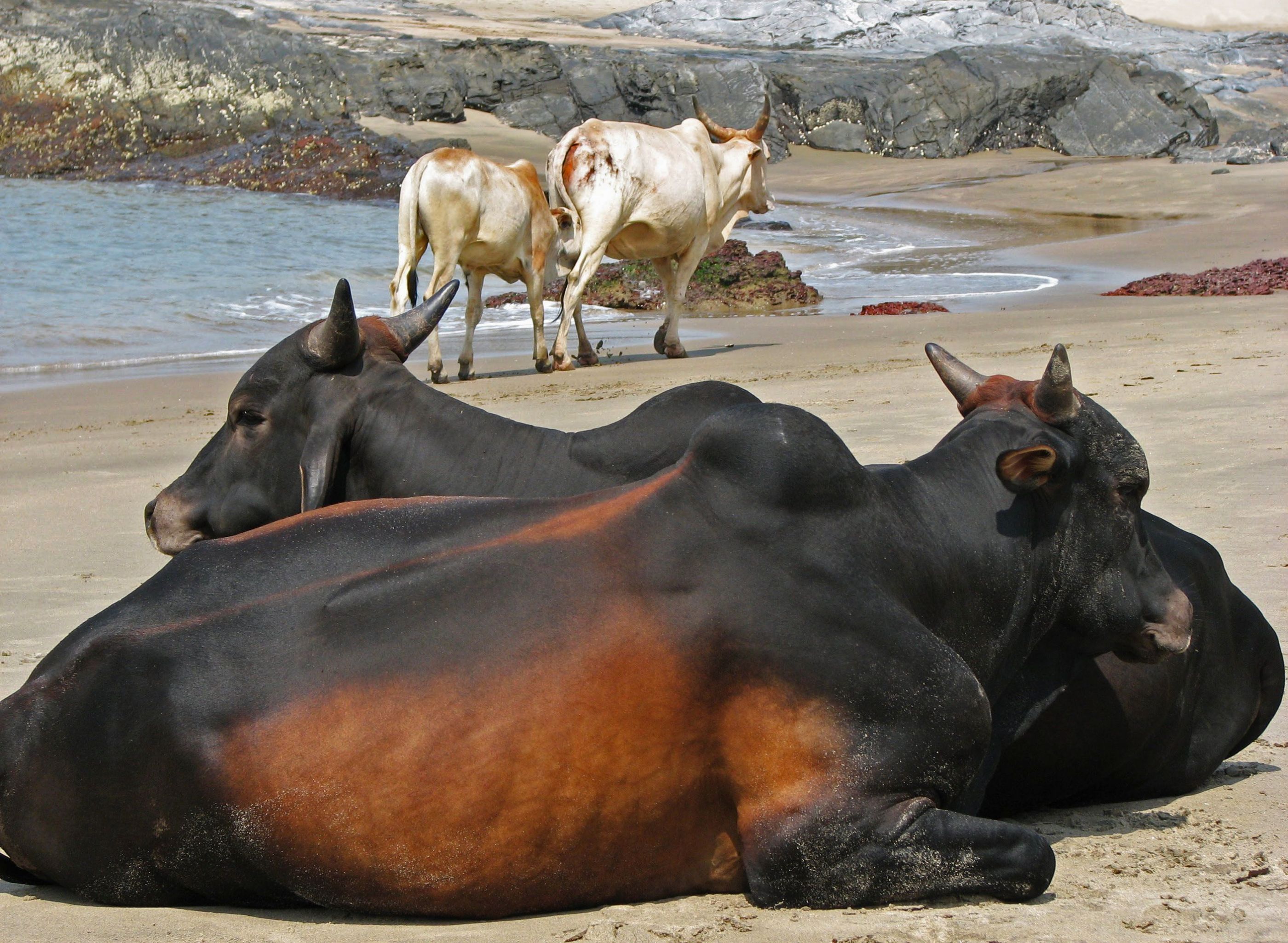 cows at the beach in Goa, India